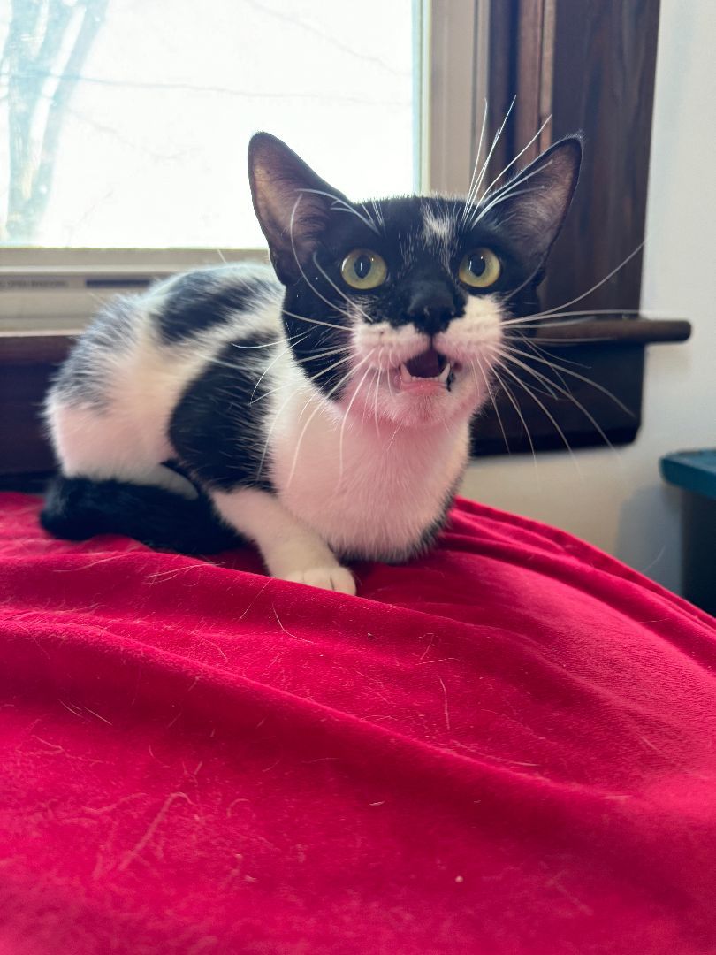 Enlarge Valantina, a Adopted American Shorthair in Frederick, MD image 4/4