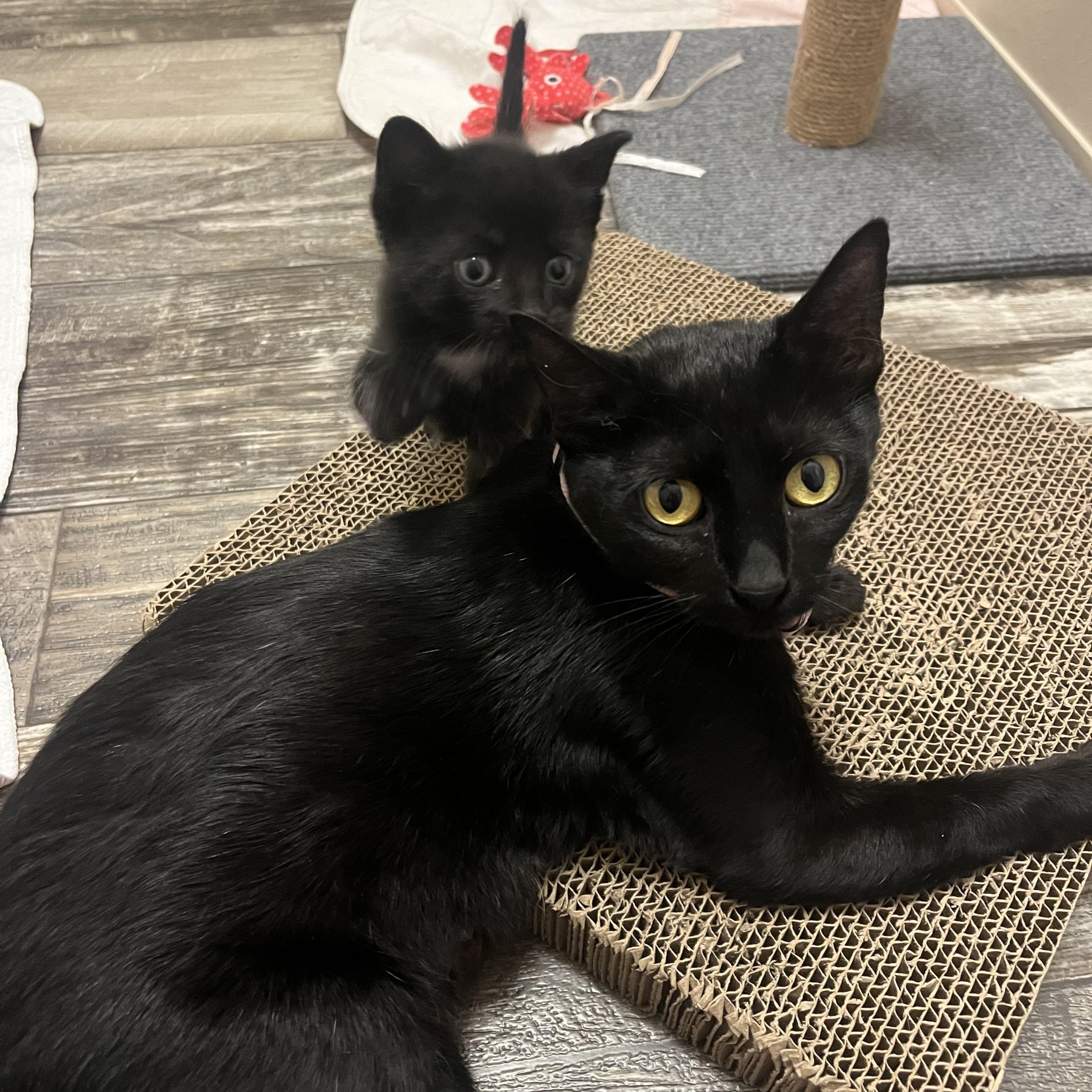 Enlarge Chai, a Adoptable Domestic Short Hair in Mississippi State, MS image 3/6