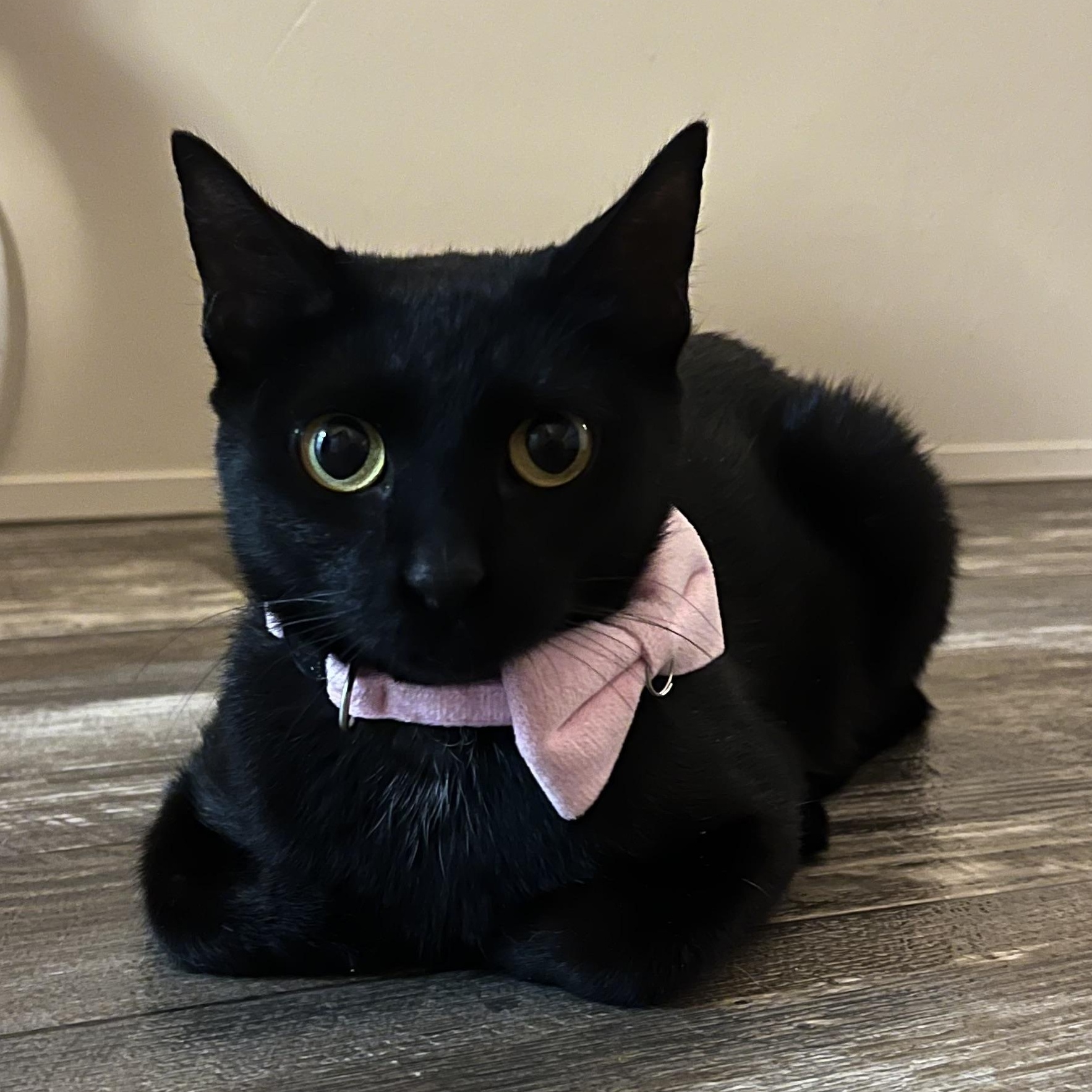 Chai, Adoptable, Adult Female Domestic Short Hair.