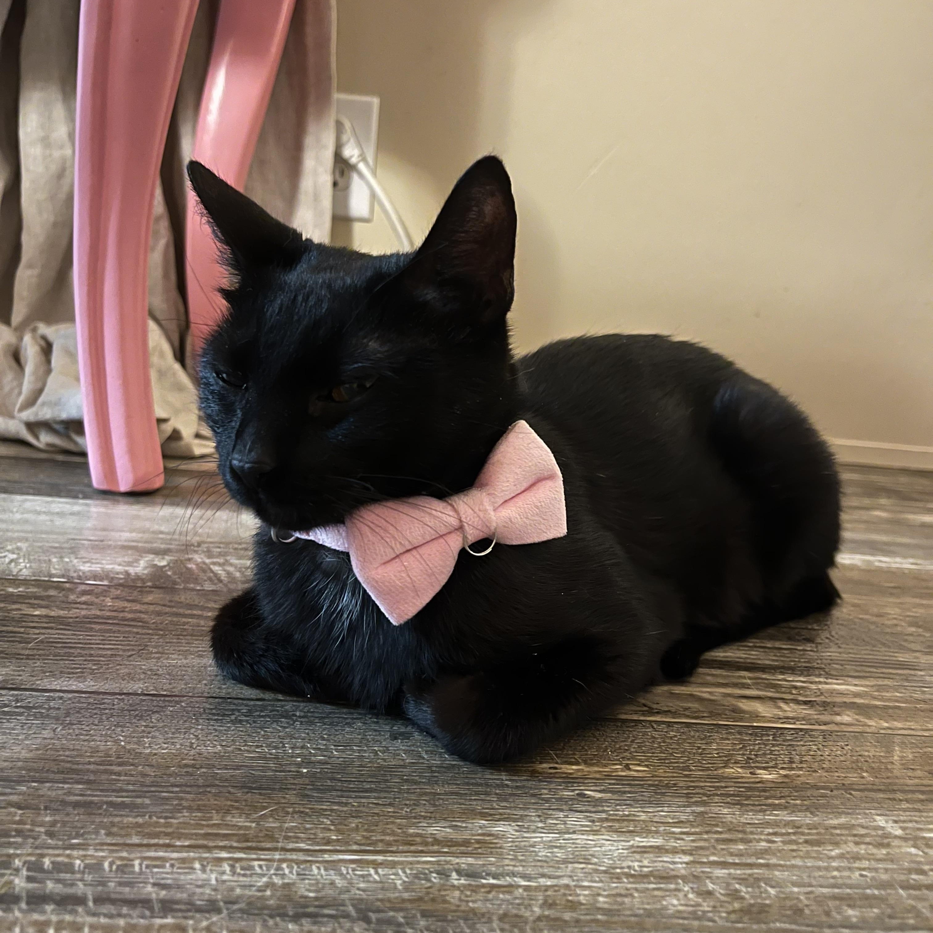 Enlarge Chai, a Adoptable Domestic Short Hair in Mississippi State, MS image 4/6