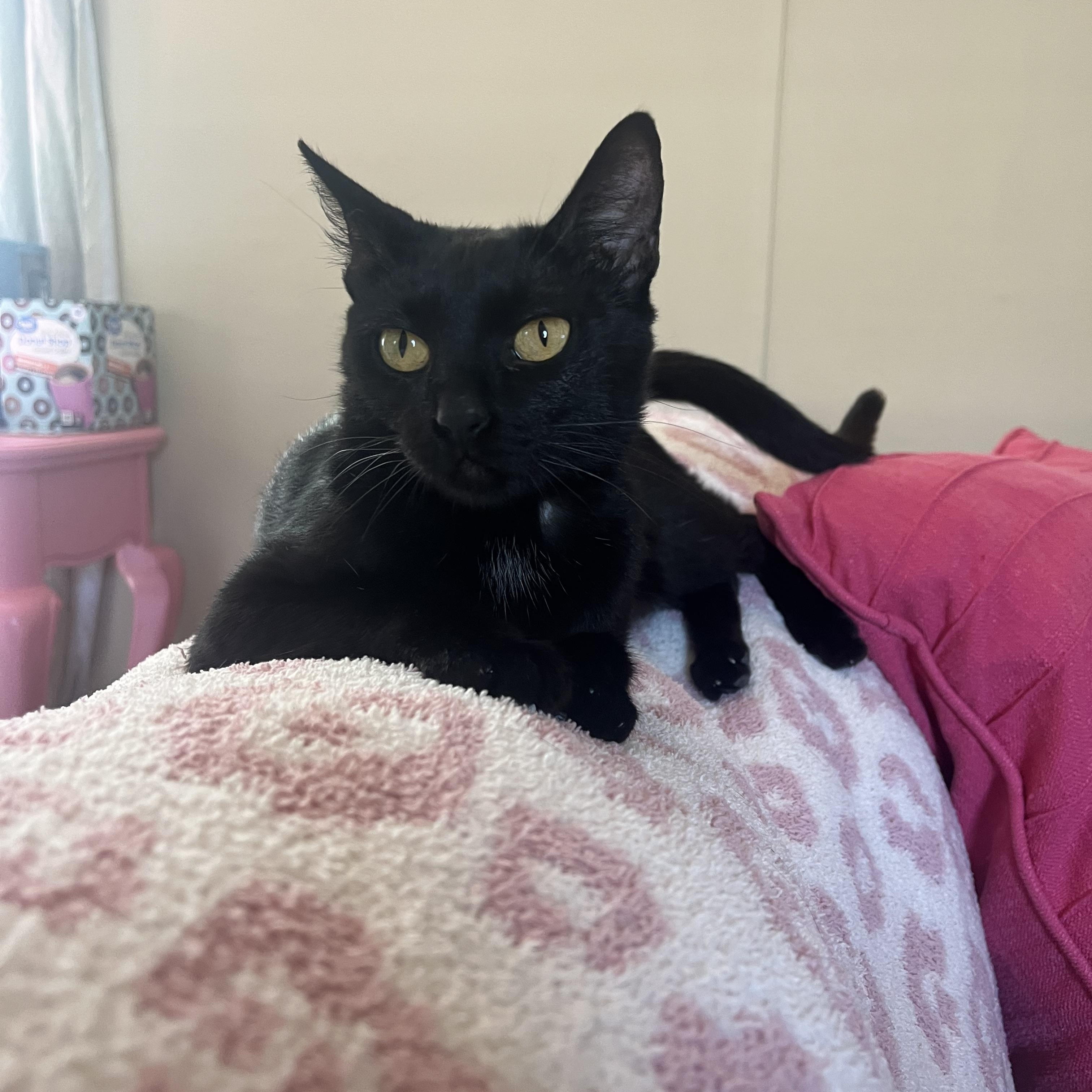 Enlarge Chai, a Adoptable Domestic Short Hair in Mississippi State, MS image 6/6