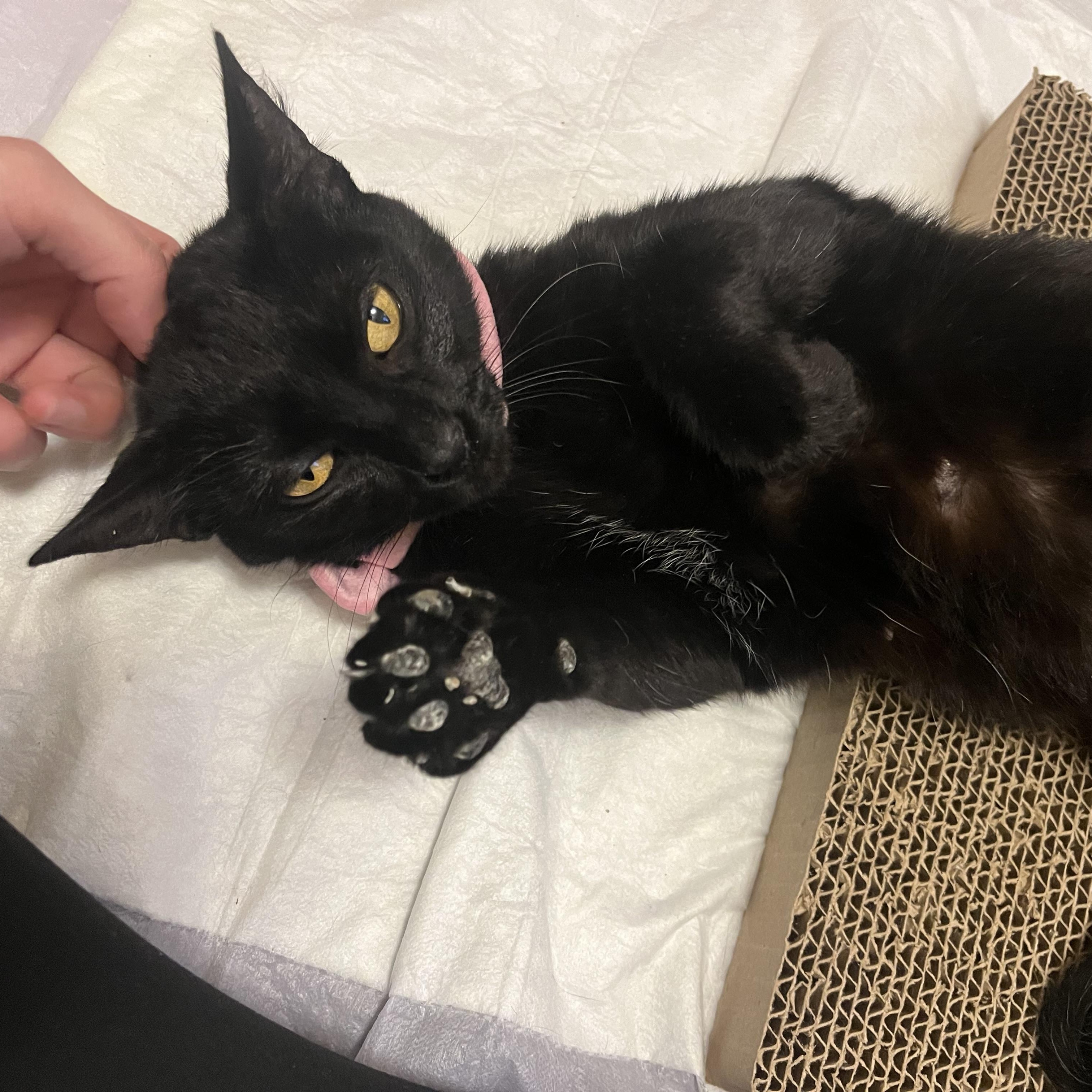 Enlarge Chai, a Adoptable Domestic Short Hair in Mississippi State, MS image 5/6