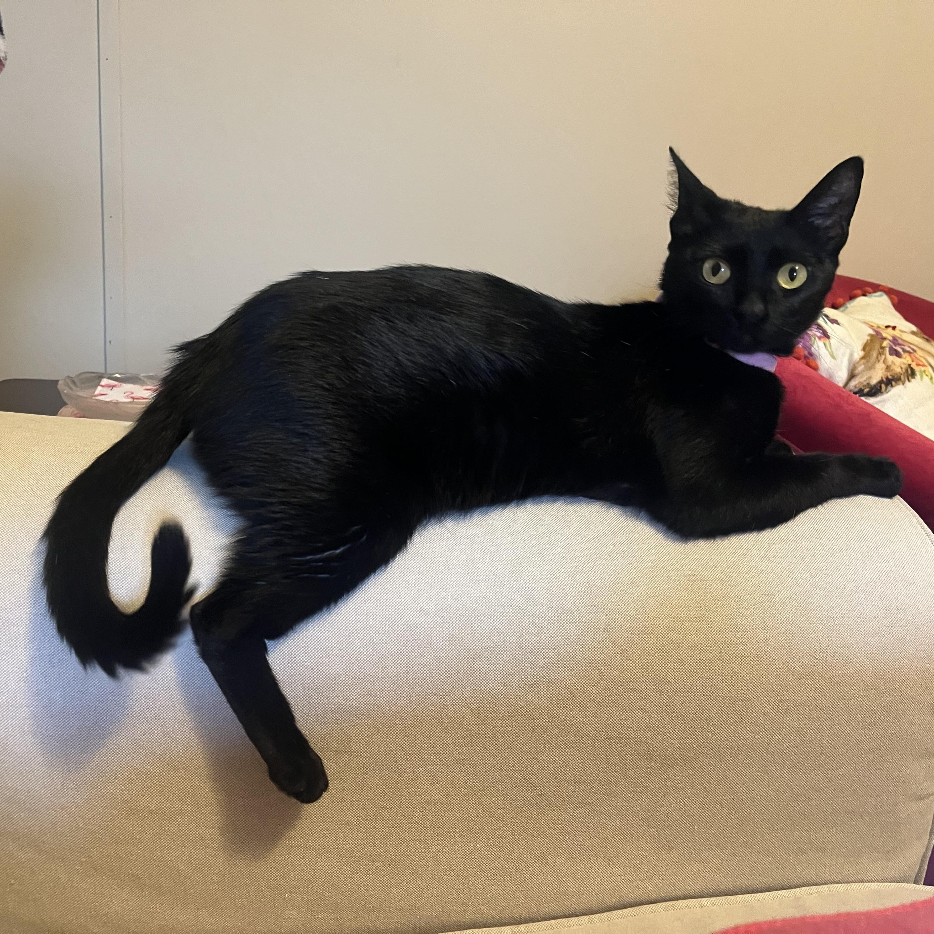 Enlarge Chai, a Adoptable Domestic Short Hair in Mississippi State, MS image 2/6