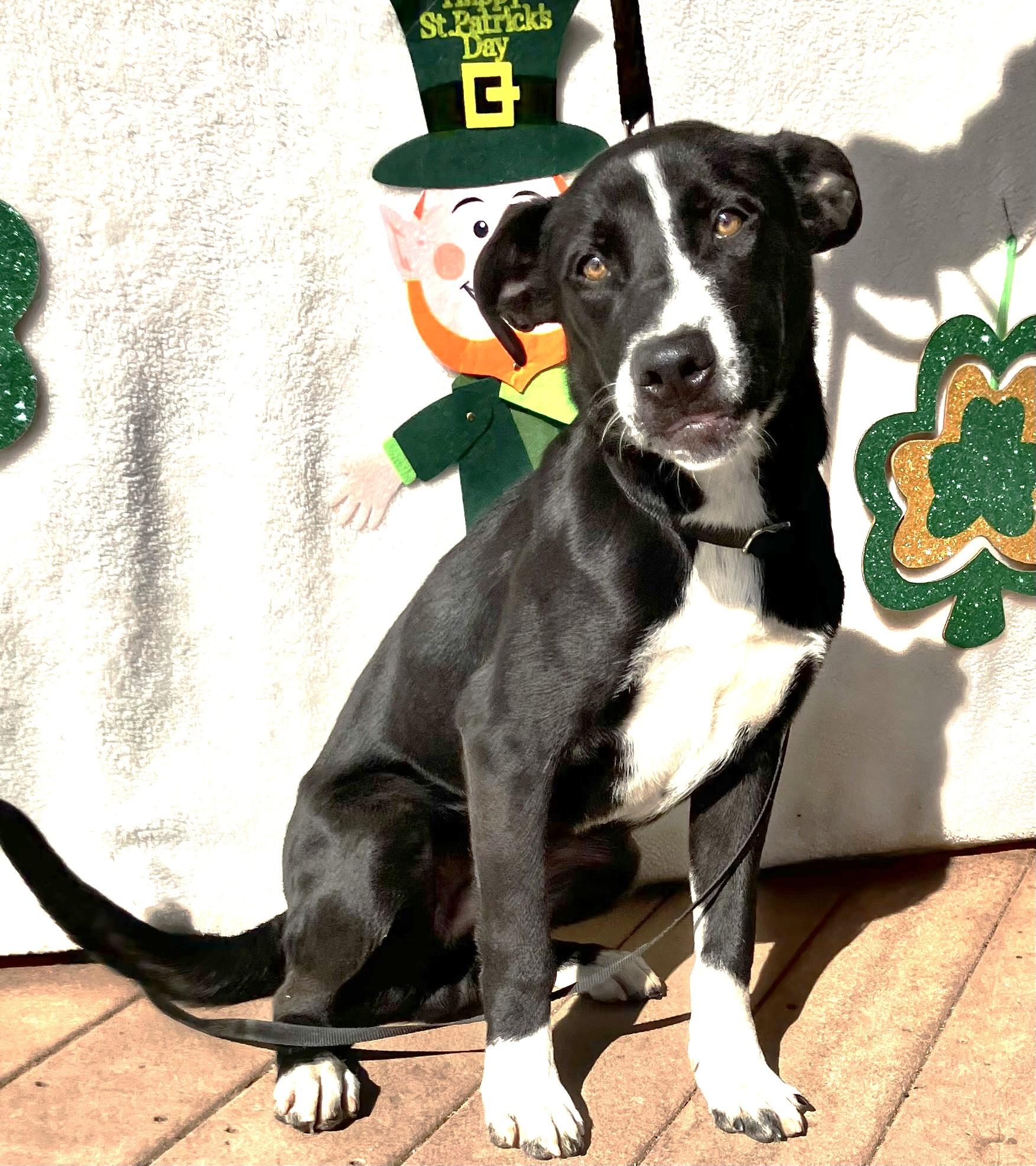 Enlarge Viza, a Adoptable mixed breed in West Chicago, IL image 2/2