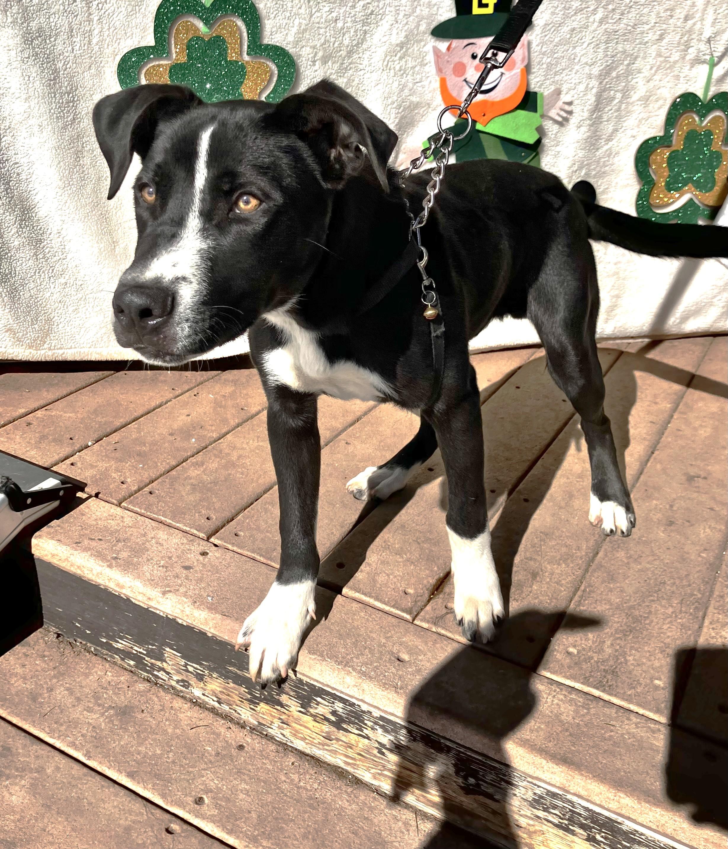 Enlarge Viza, a Adoptable mixed breed in West Chicago, IL image 1/2