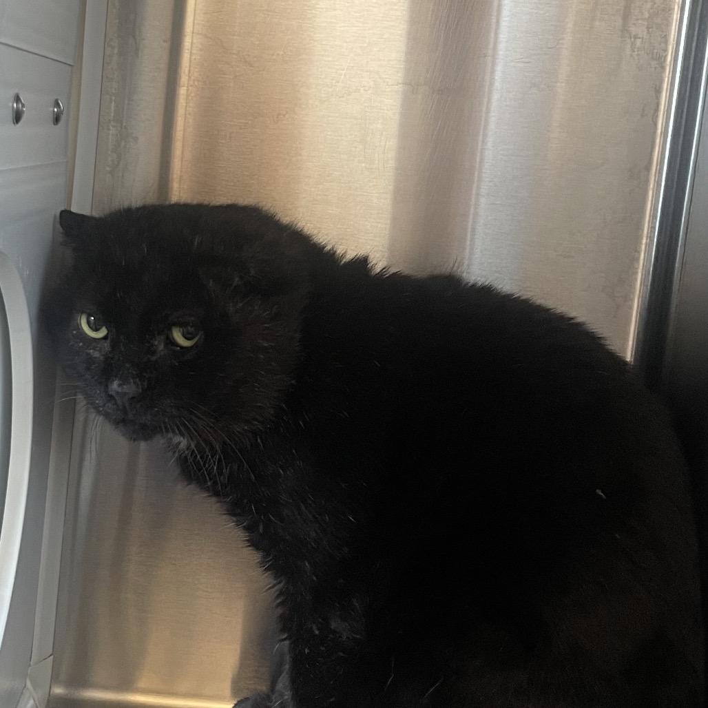 Frank Gallagher, Adoptable, Senior Male Domestic Short Hair.