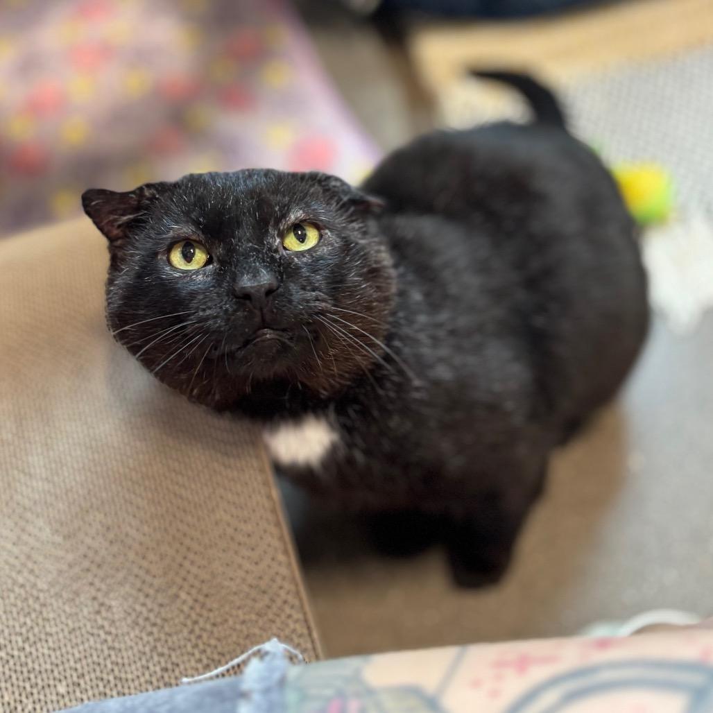 Frank Gallagher, a Adoptable Domestic Short Hair in Nashville, IN image 1/6