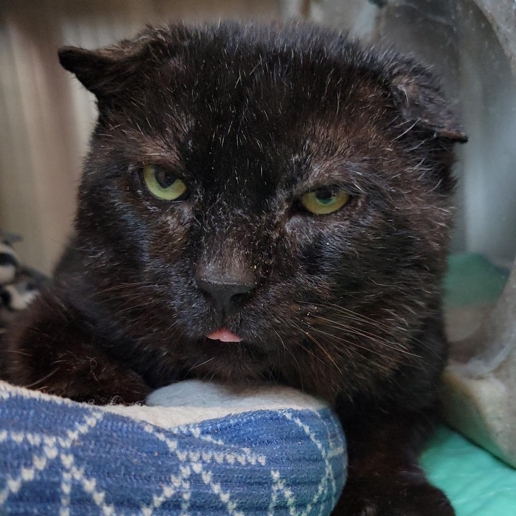 Frank Gallagher, Adoptable, Senior Male Domestic Short Hair.