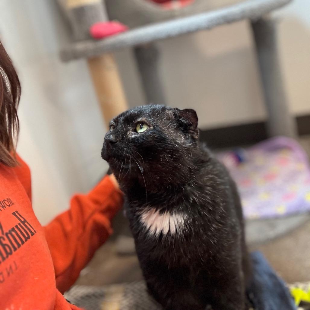 Frank Gallagher, a Adoptable Domestic Short Hair in Nashville, IN image 1/5