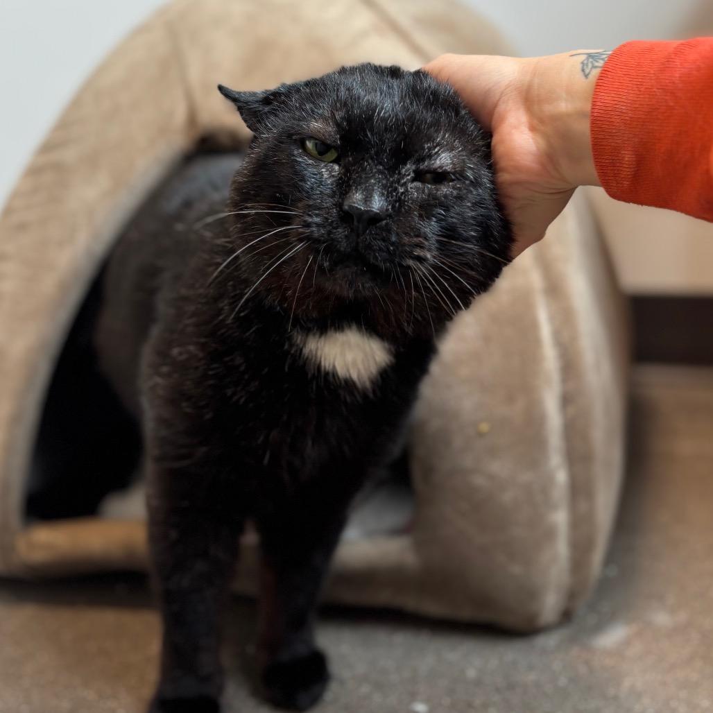 Frank Gallagher, a Adoptable Domestic Short Hair in Nashville, IN image 2/6