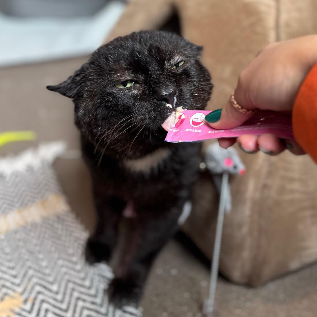 Frank Gallagher, a Adoptable Domestic Short Hair in Nashville, IN image 3/6