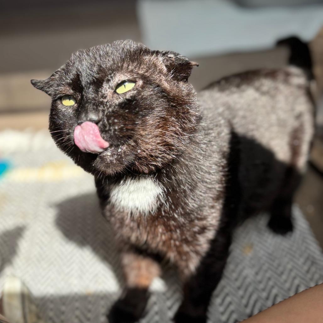 Frank Gallagher, a Adoptable Domestic Short Hair in Nashville, IN image 3/6