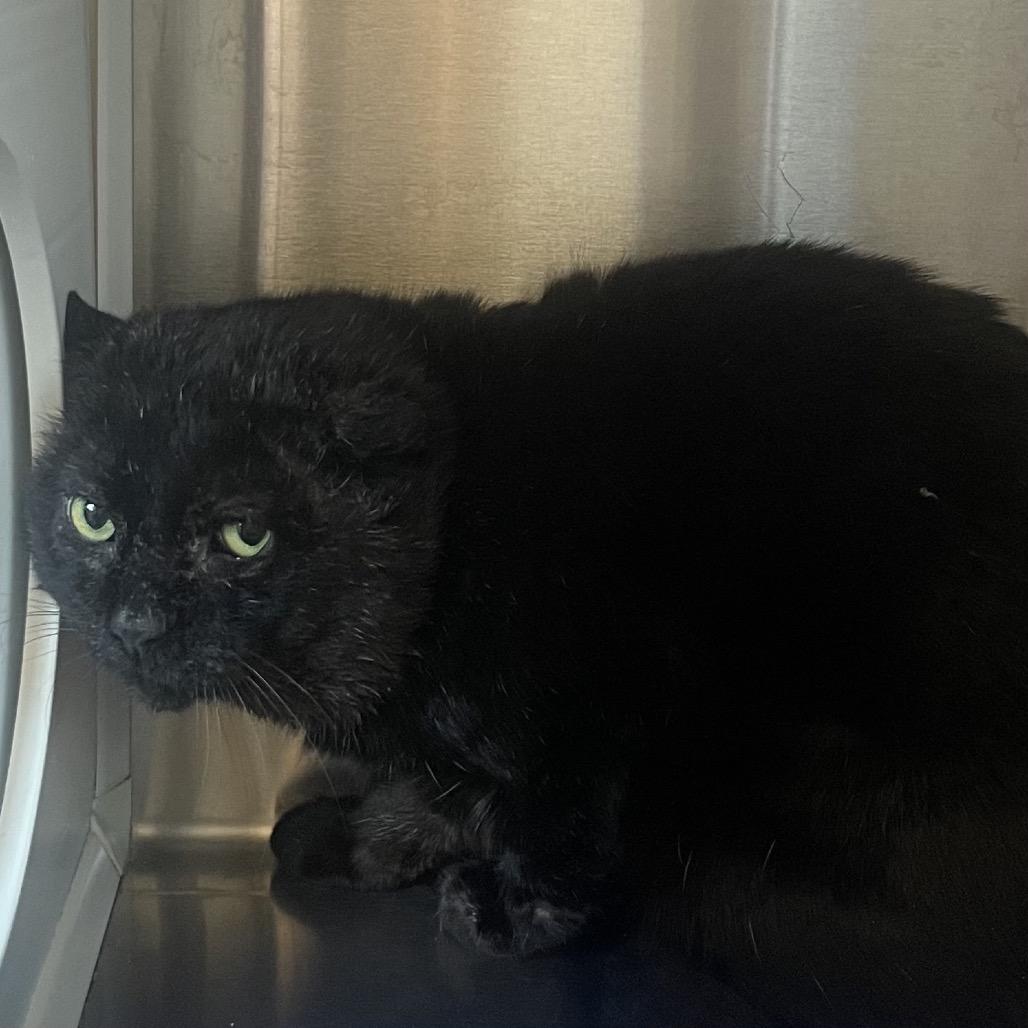 Enlarge Frank Gallagher, a Adoptable Domestic Short Hair in Nashville, IN image 3/3