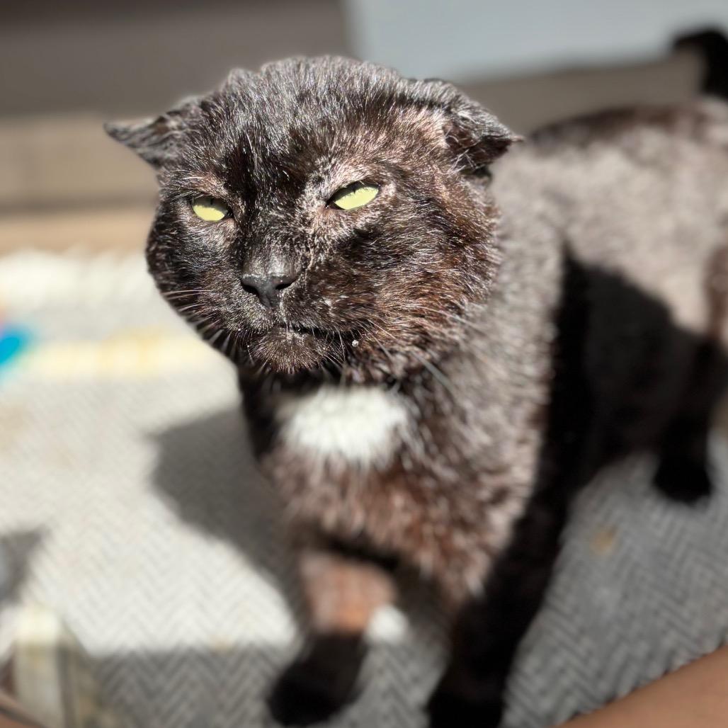 Frank Gallagher, a Adoptable Domestic Short Hair in Nashville, IN image 4/6