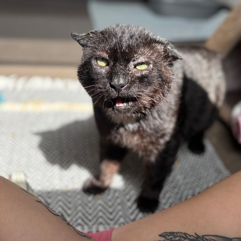 Frank Gallagher, a Adoptable Domestic Short Hair in Nashville, IN image 5/6