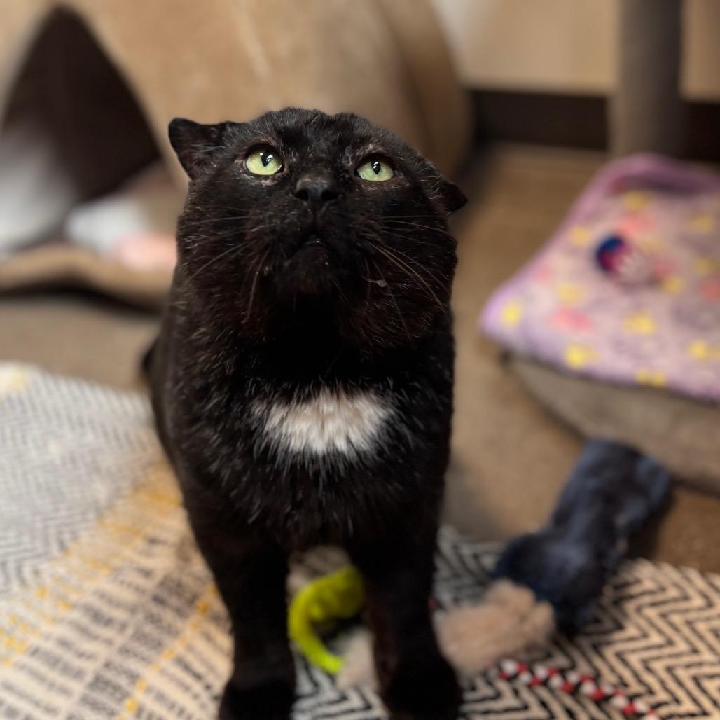 Frank Gallagher, a Adoptable Domestic Short Hair in Nashville, IN image 6/6