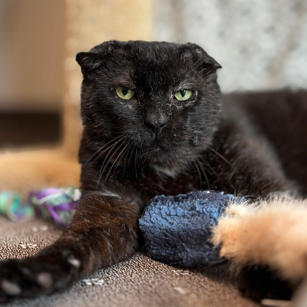Frank Gallagher, a Adoptable Domestic Short Hair in Nashville, IN image 5/5