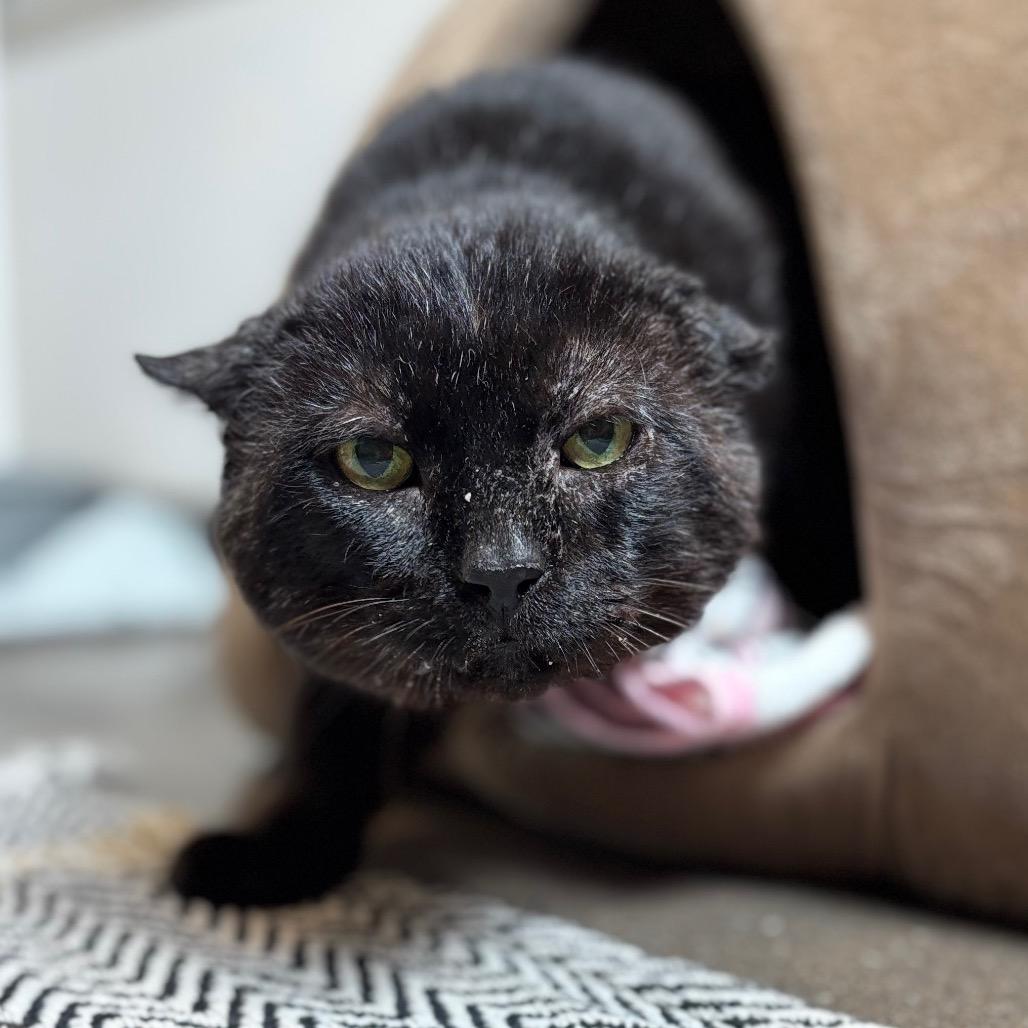 Frank Gallagher, a Adoptable Domestic Short Hair in Nashville, IN image 6/6