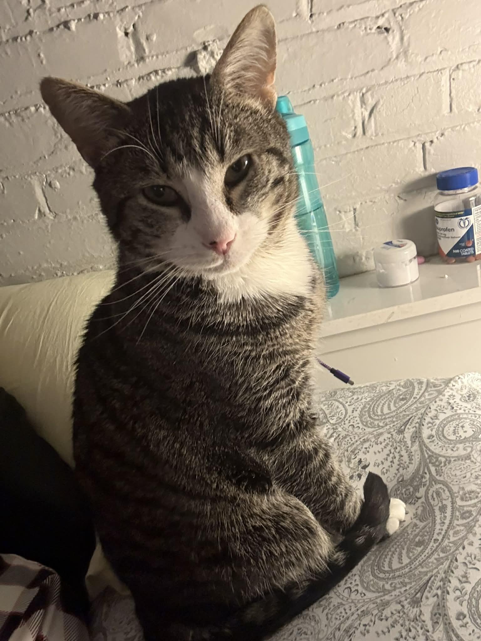 Enlarge Grant, a Adoptable mixed breed in Cincinnati, OH image 3/3