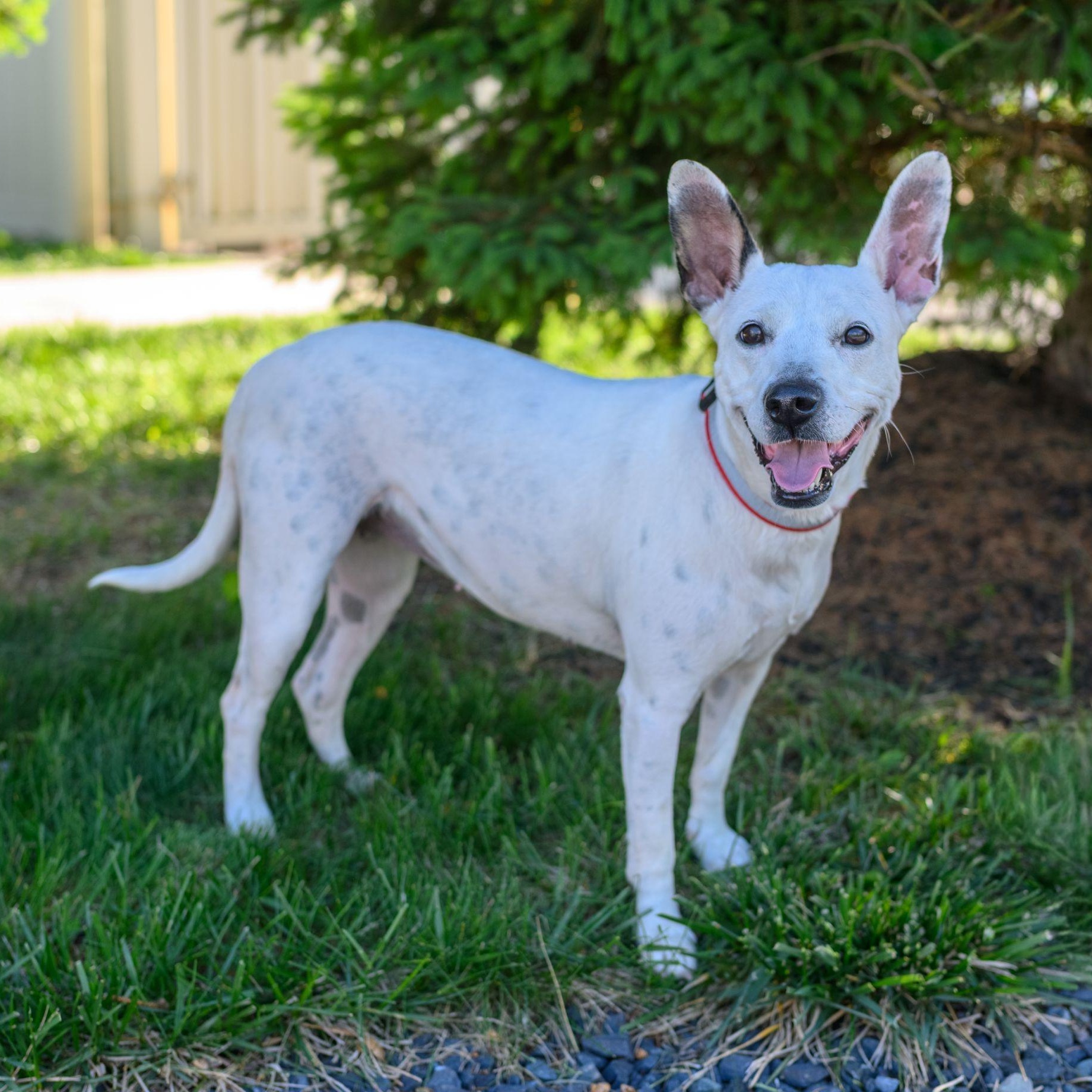 Enlarge TIANA, a ADOPTABLE Mixed Breed in Hamilton, NJ image 1/4