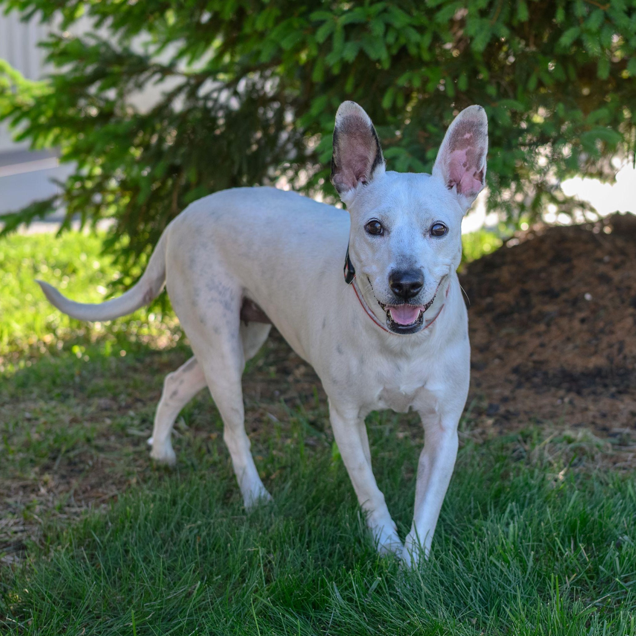 Enlarge TIANA, a ADOPTABLE Mixed Breed in Hamilton, NJ image 2/4