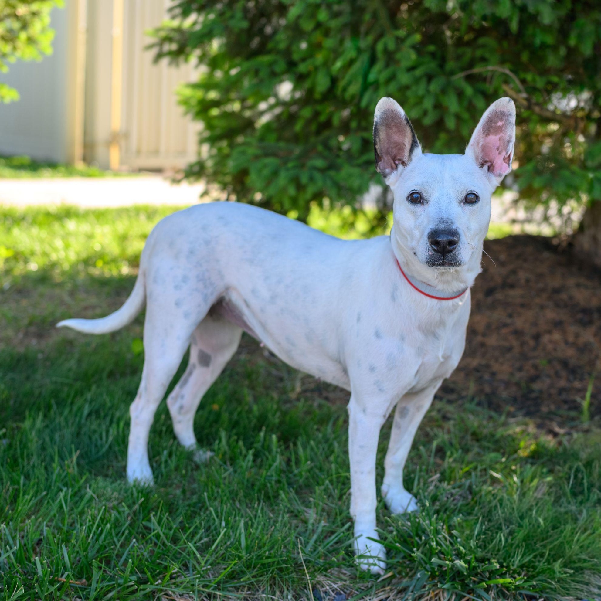 Enlarge TIANA, a ADOPTABLE Mixed Breed in Hamilton, NJ image 3/4