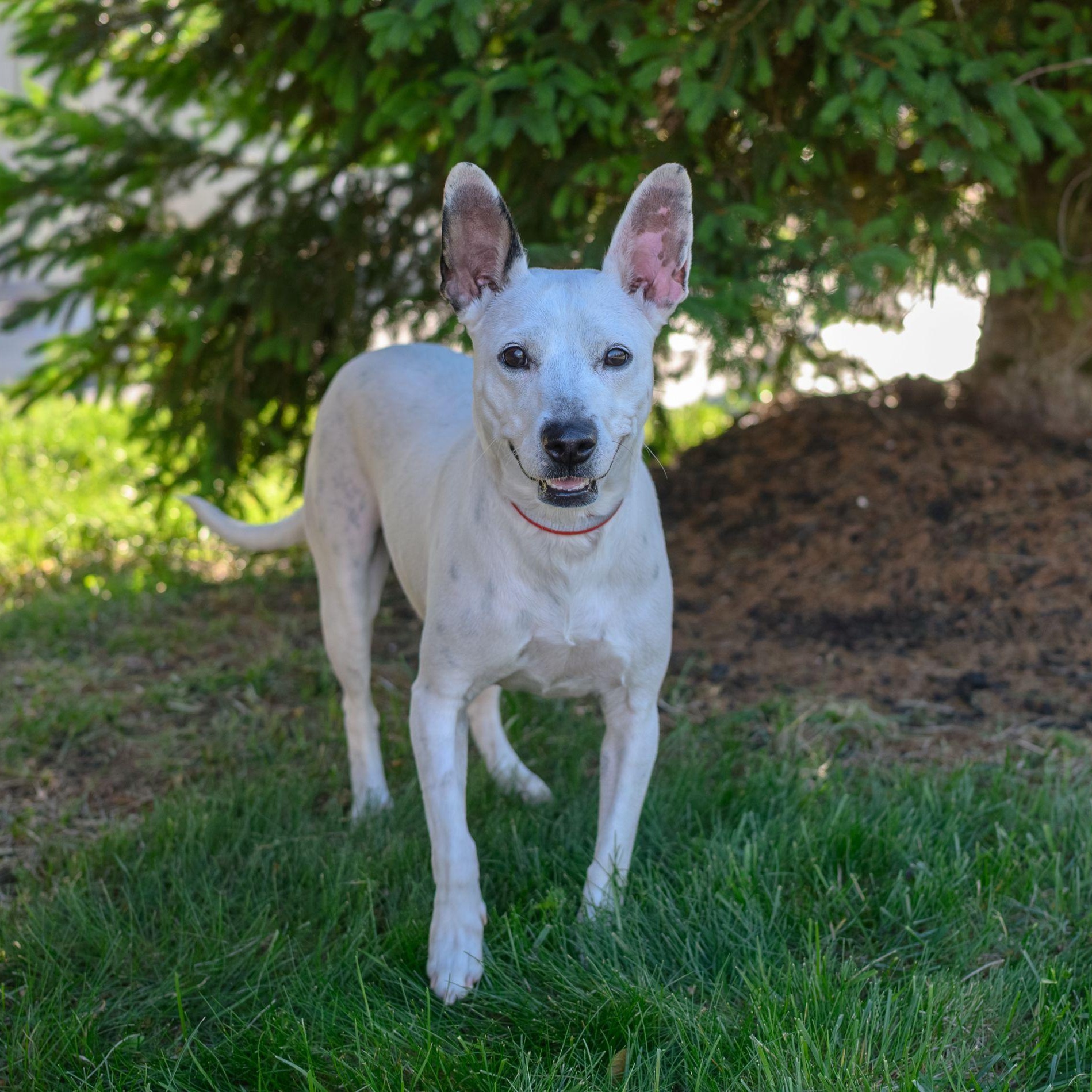 Enlarge TIANA, a ADOPTABLE Mixed Breed in Hamilton, NJ image 4/4