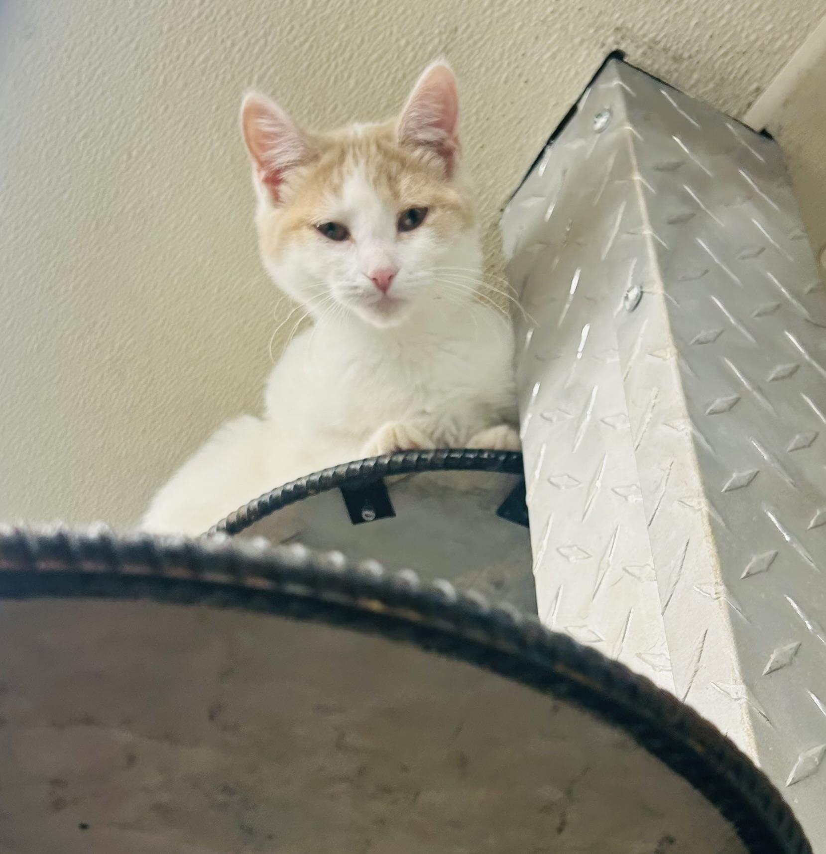 Ophelia, Adoptable, Young Female Domestic Short Hair.