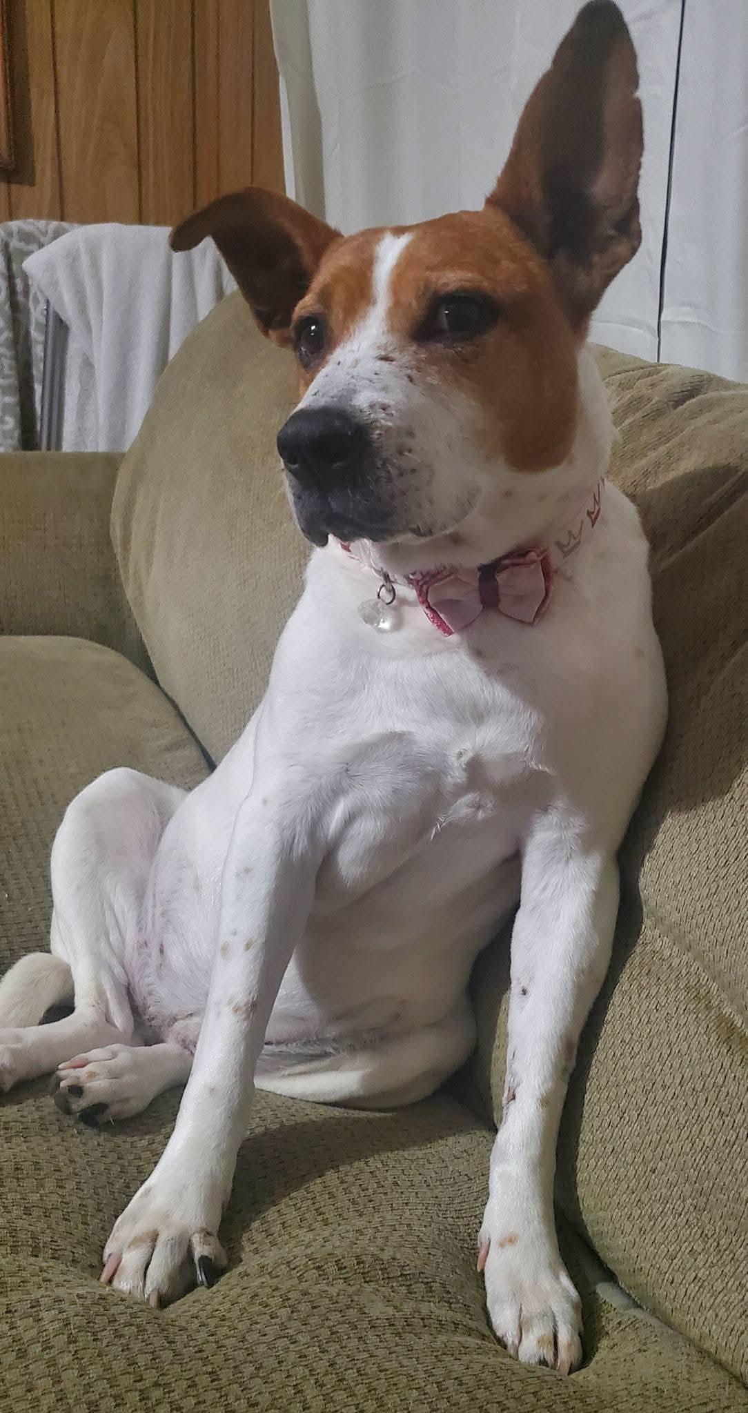 Enlarge Sugar, a Adoptable mixed breed in Water Valley, MS image 3/5