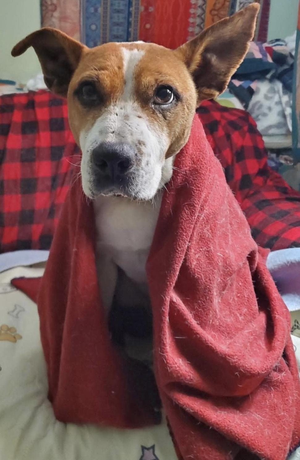 Enlarge Sugar, a Adoptable mixed breed in Water Valley, MS image 2/5