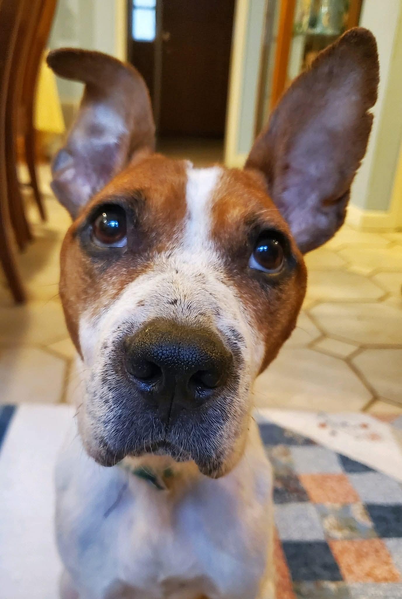 Sugar, Adoptable, Senior Female Terrier.
