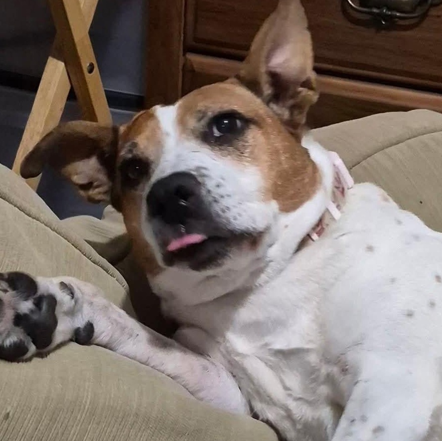 Enlarge Sugar, a Adoptable mixed breed in Water Valley, MS image 5/5