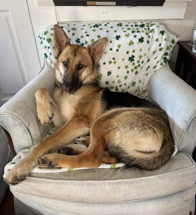 Enlarge SOPHIE, a Adoptable German Shepherd Dog in Santa Maria, CA image 1/1