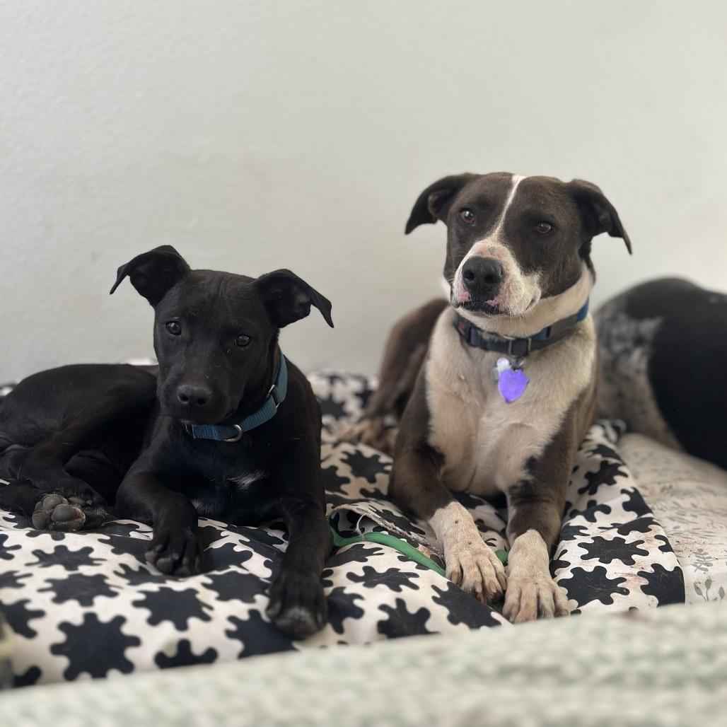 Tyler — thumbnail 4