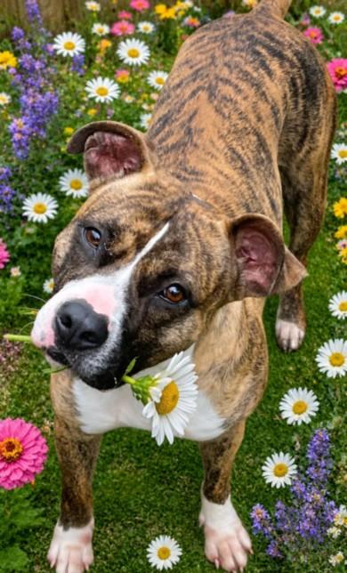 NOVA, Adoptable, Adult Female Pit Bull Terrier & Mixed Breed.