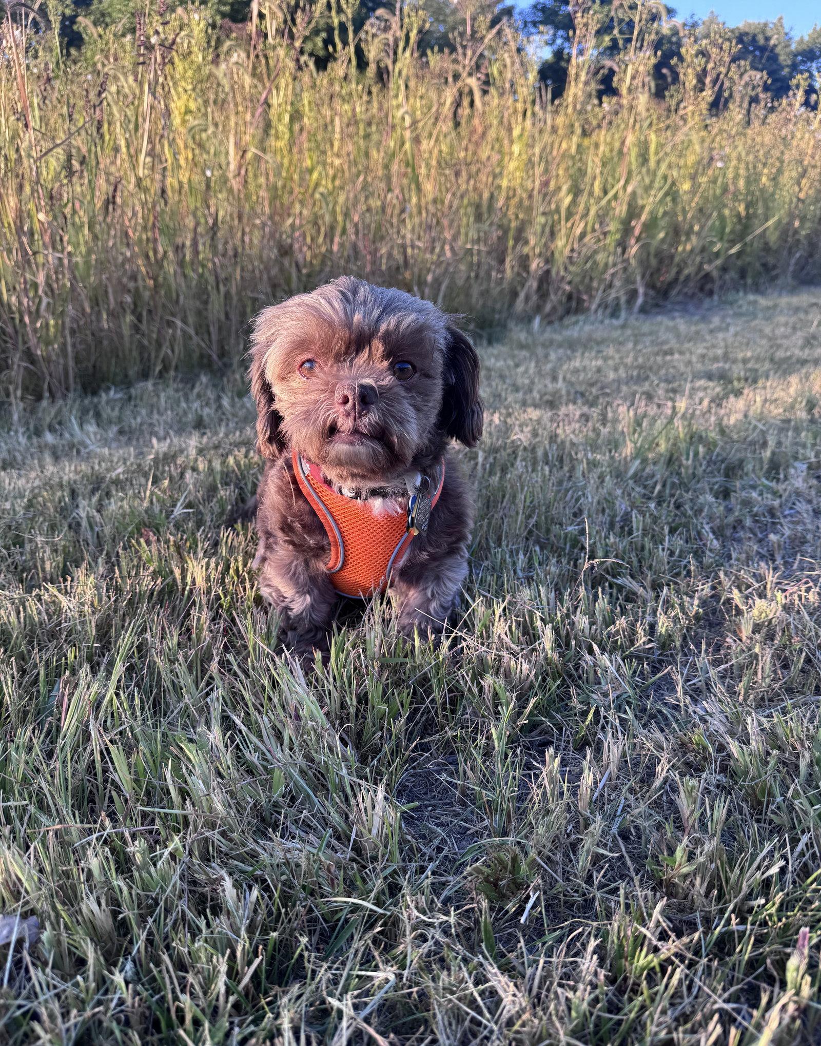 Huey-OS, Adopted, Senior Male Shih Tzu.