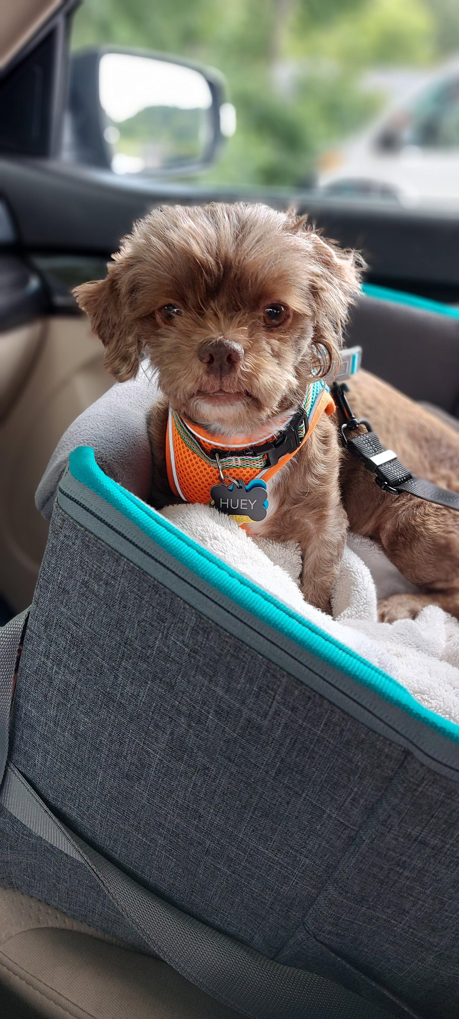 Huey-OS, a Adopted Shih Tzu in Pataskala, OH image 2/3