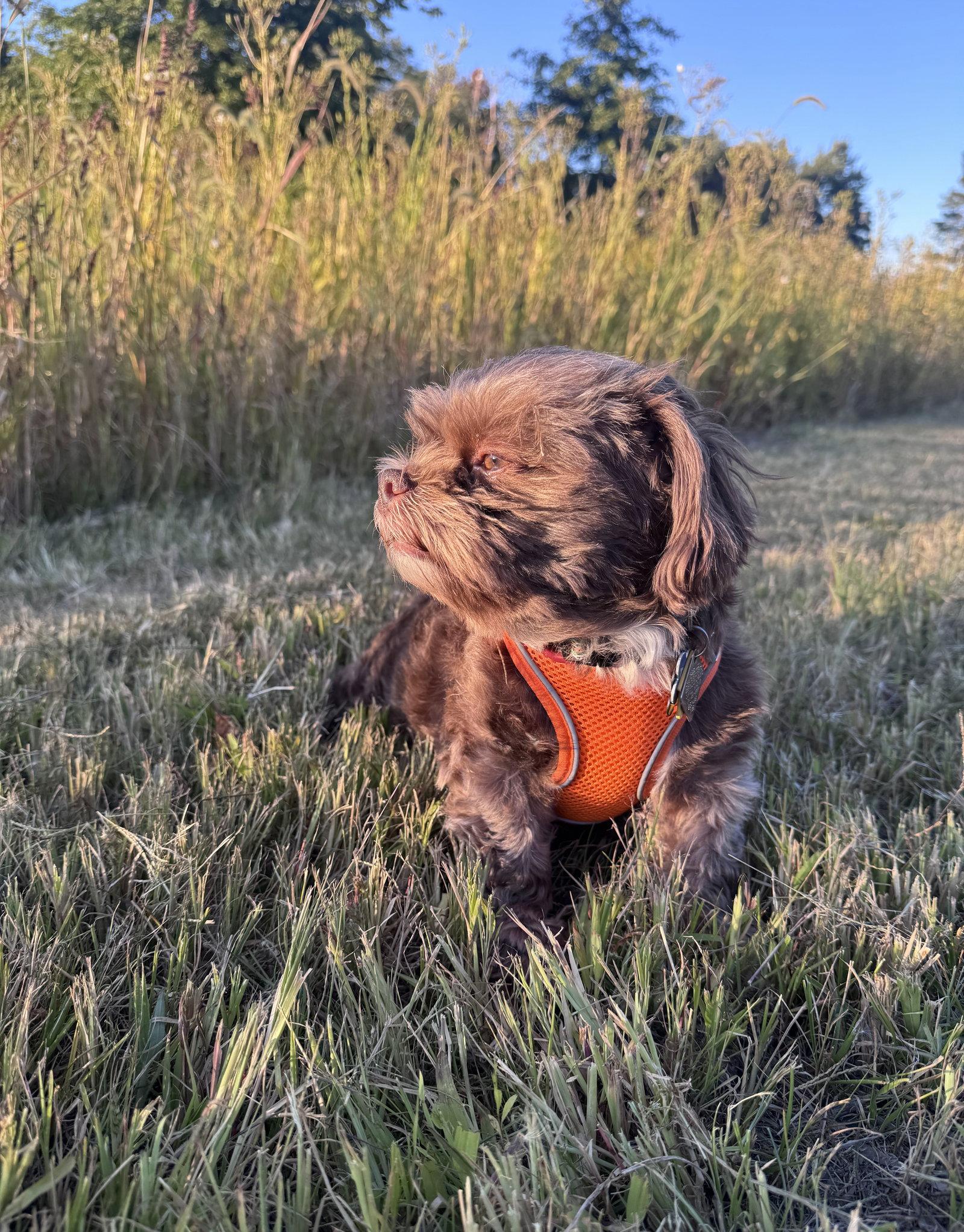 Huey-OS, a Adopted Shih Tzu in Pataskala, OH image 3/3