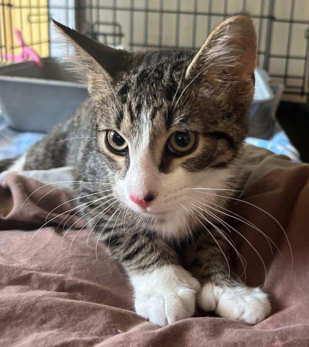 Borris, Young Male Extra-Toes Cat / Hemingway Polydactyl