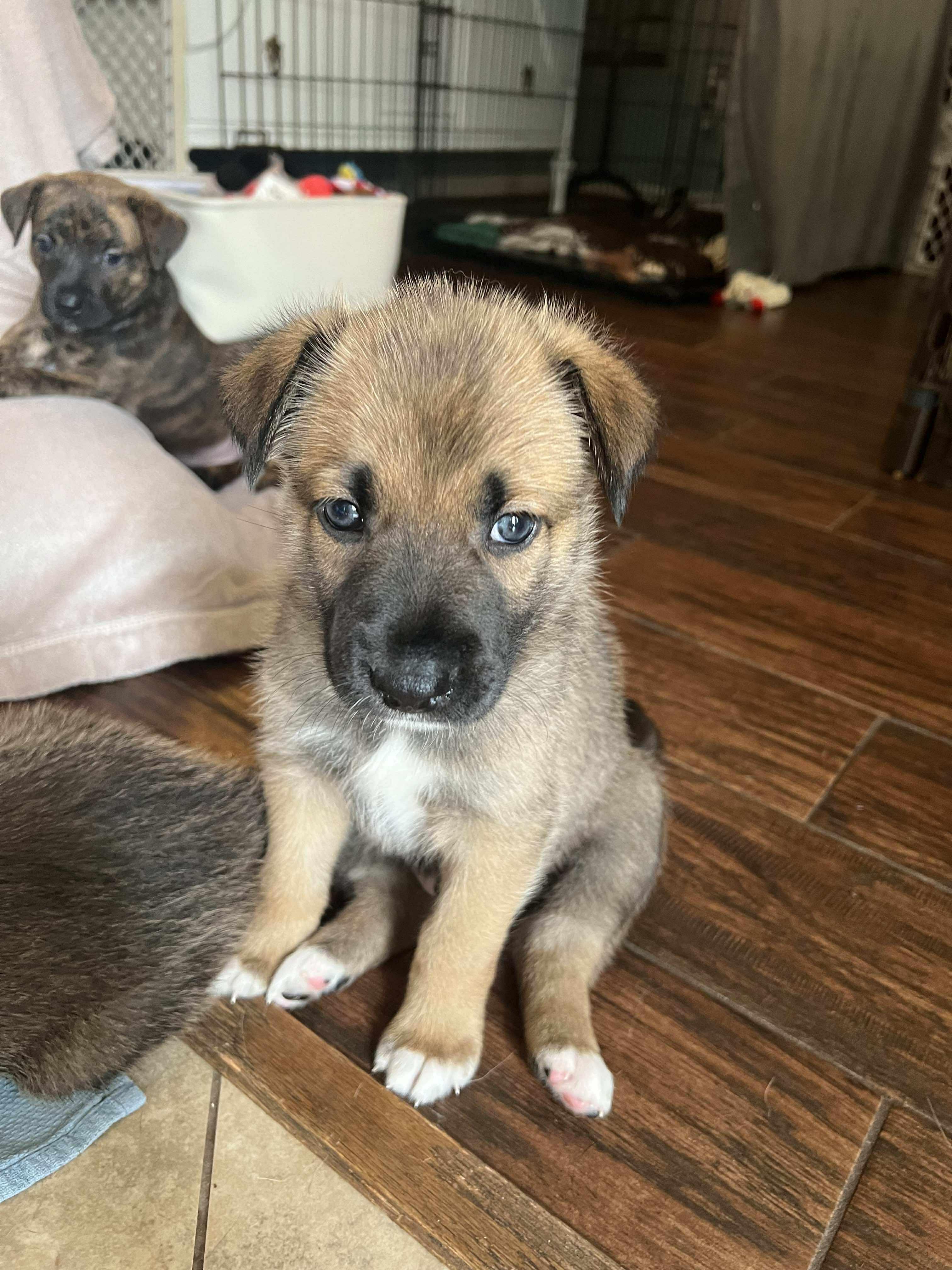 Sterling, Baby Male Shepherd