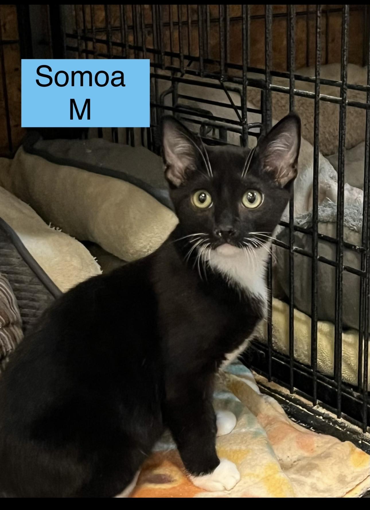 Enlarge Samoa, a Adoptable Domestic Short Hair in Sneads Ferry, NC image 1/1