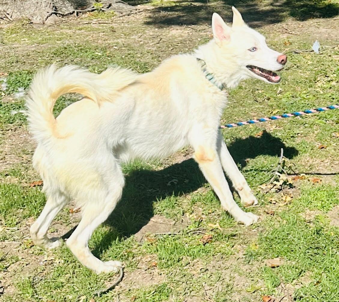 Enlarge Gronk, a Adoptable Siberian Husky in Rocky Point, NY image 4/6