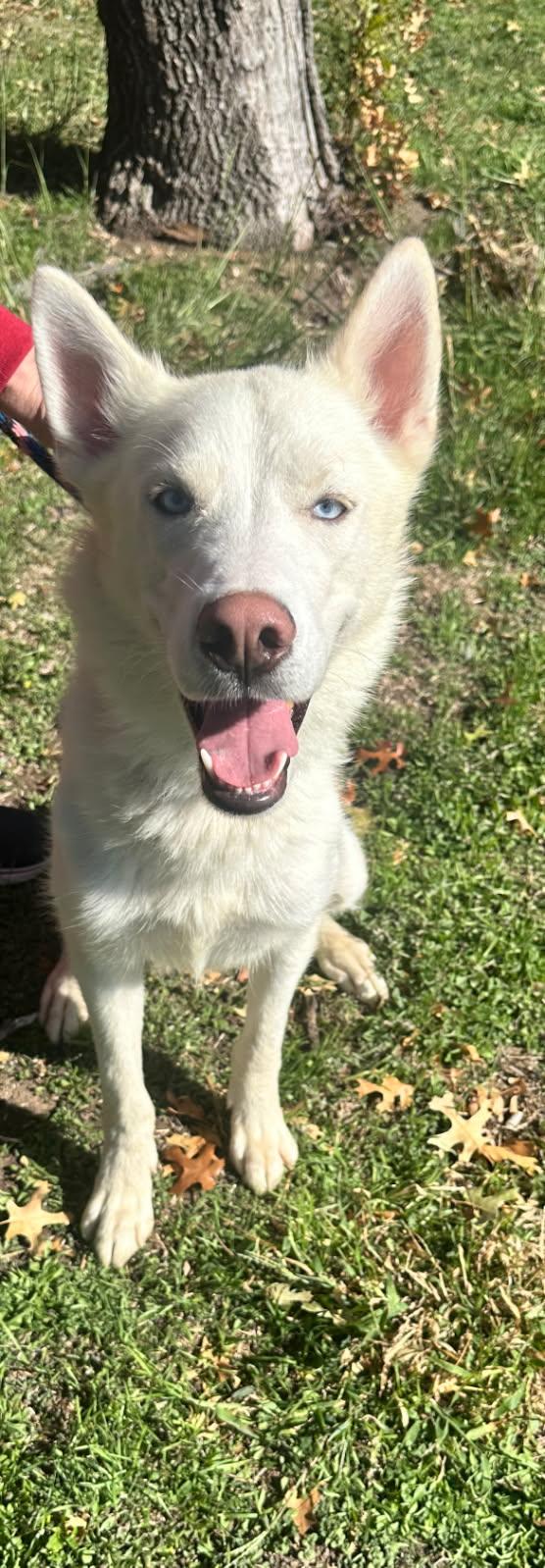 Enlarge Gronk, a Adoptable Siberian Husky in Rocky Point, NY image 6/6