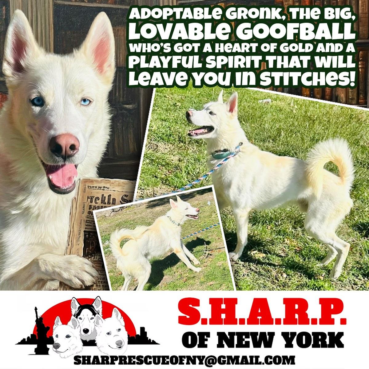 Enlarge Gronk, a Adoptable Siberian Husky in Rocky Point, NY image 1/5