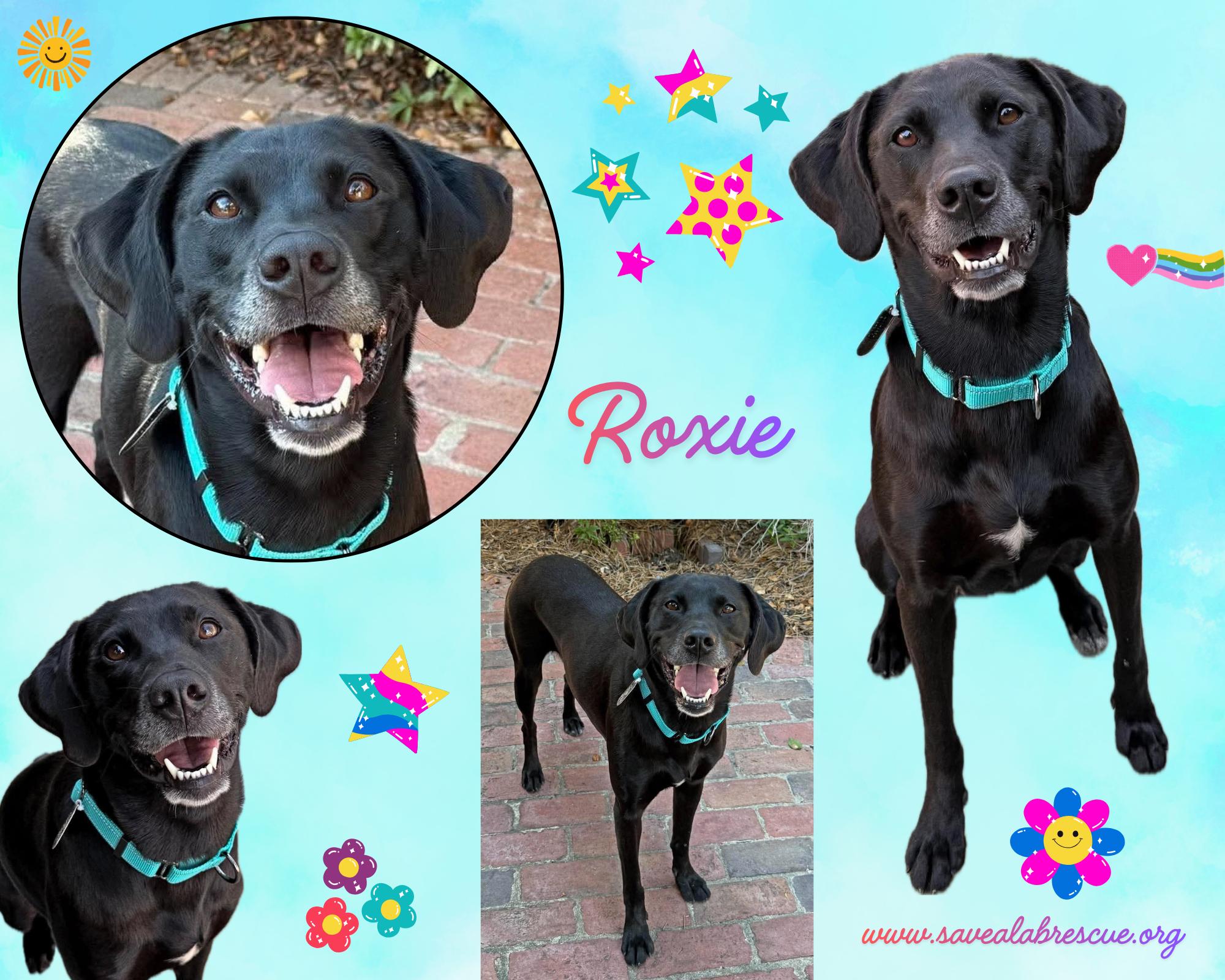 Roxie, Adopted, Adult Female Labrador Retriever & Black Labrador Retriever.