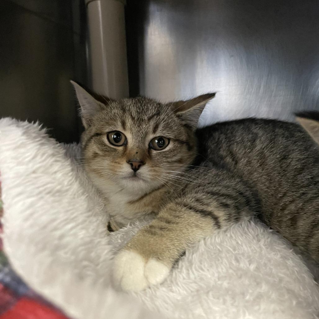 Butterball, Adoptable, Kitten Male Domestic Short Hair.