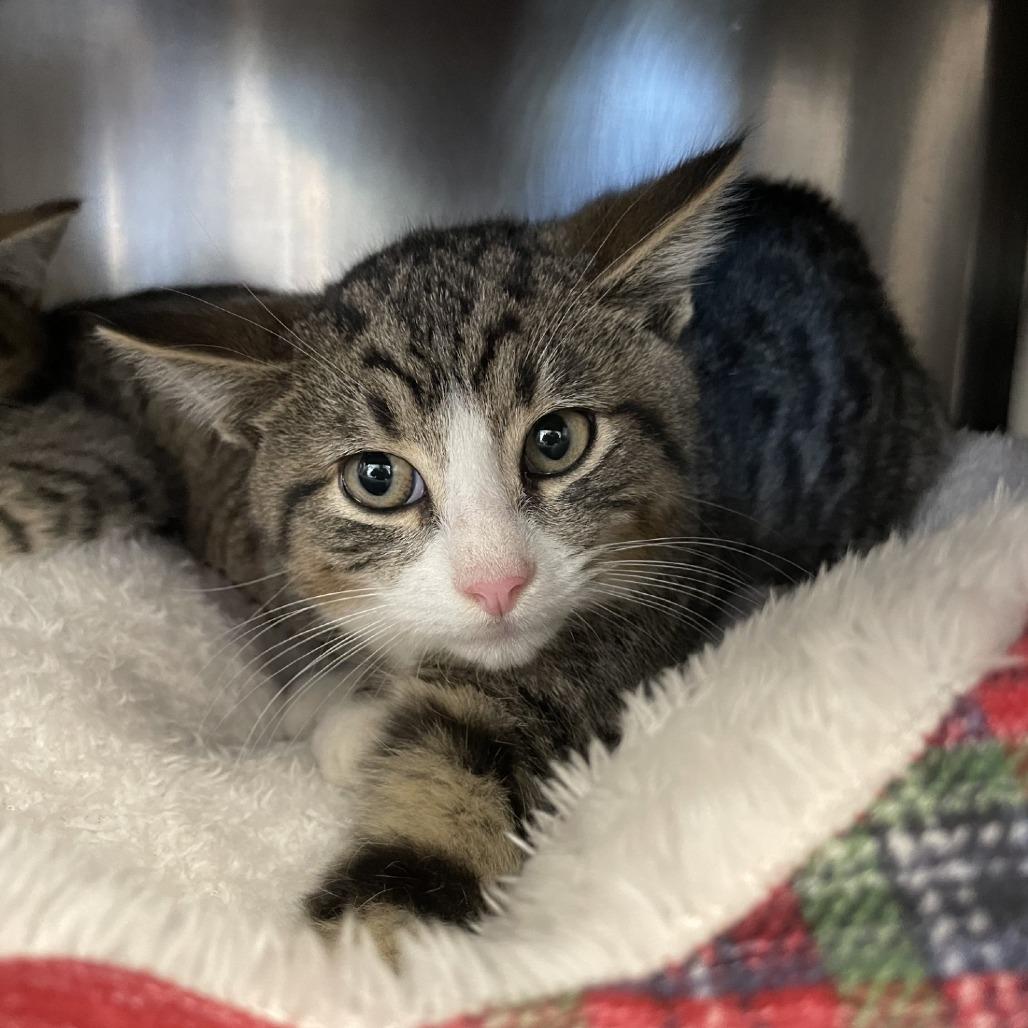 Enlarge Butterball, a Adoptable Domestic Short Hair in Brockton, MA image 3/3