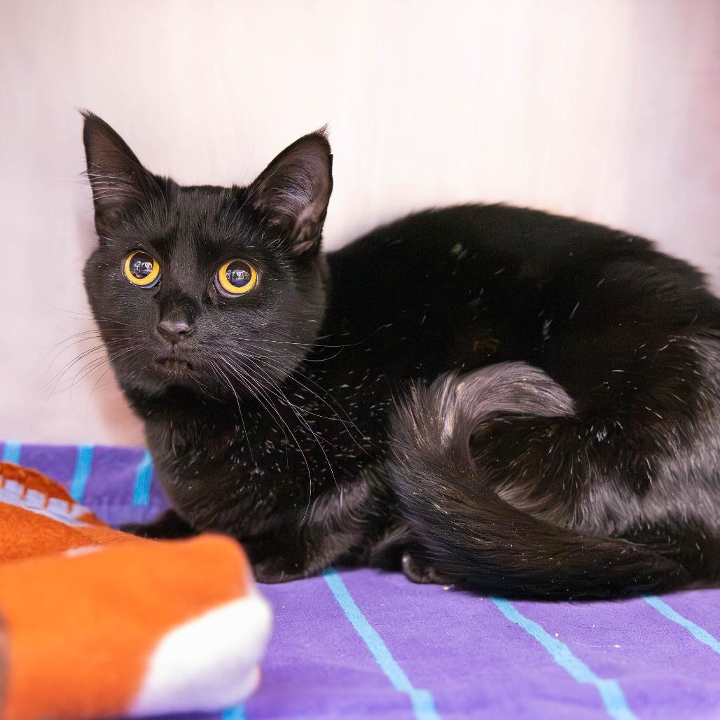 Enlarge Nova, a Adoptable Domestic Short Hair in Mentor, OH image 1/4