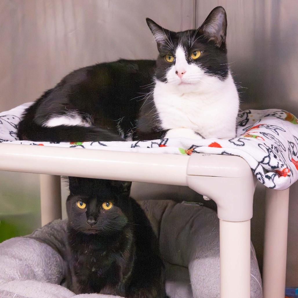 Enlarge Nova, a Adoptable Domestic Short Hair in Mentor, OH image 2/4