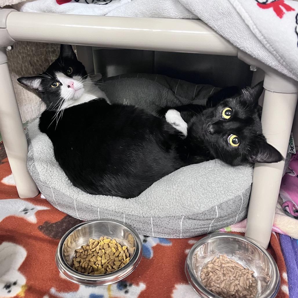 Enlarge Nova, a Adoptable Domestic Short Hair in Mentor, OH image 3/4